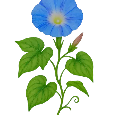 Morning Glory