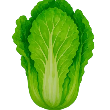 Napa Cabbage