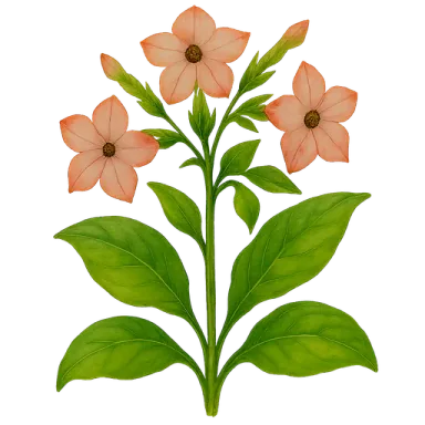 Nicotiana