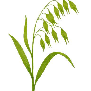 Oats