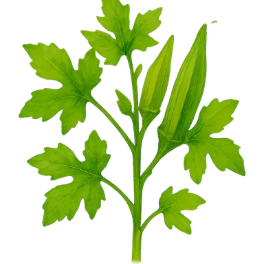 Okra