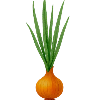 Onion