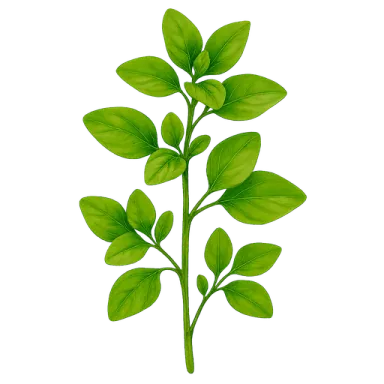 Oregano