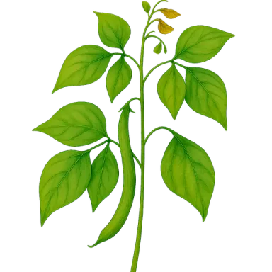 Pole Bean