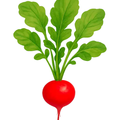 Radish