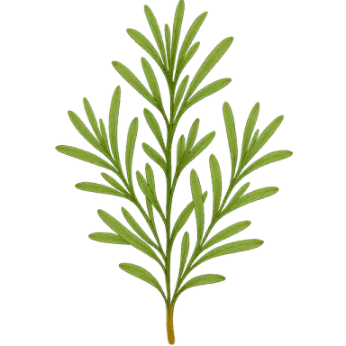 Rosemary
