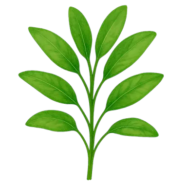 Sage