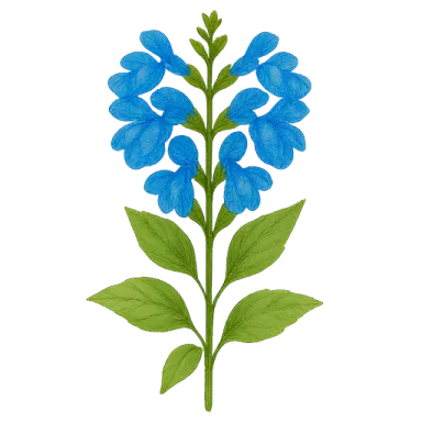 Salvia