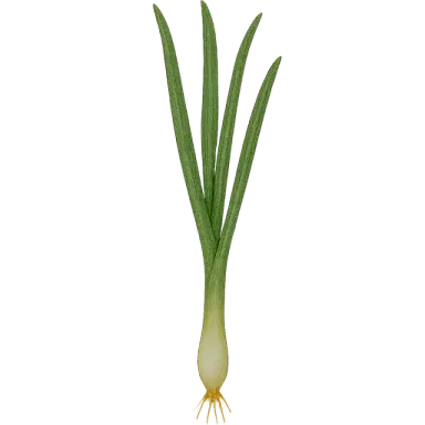 Scallion