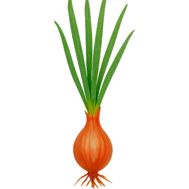 Shallot