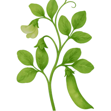 Snow Pea