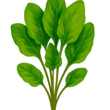 Sorrel