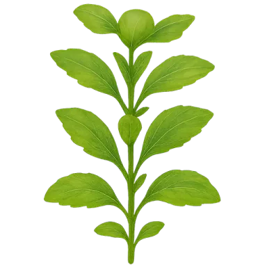 Stevia