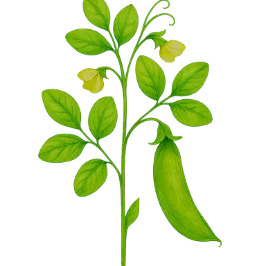 Sugar Snap Pea