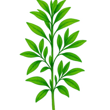Summer Savory
