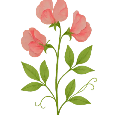 Sweet Pea