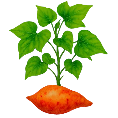 Sweet Potato