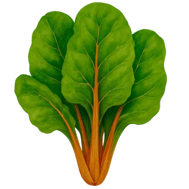 Swiss Chard