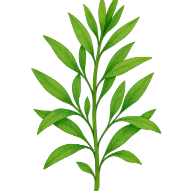 Tarragon