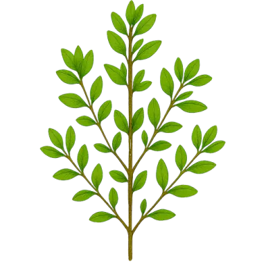 Thyme