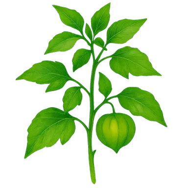 Tomatillo
