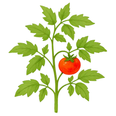 Tomato