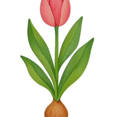 Tulip