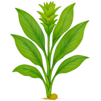 Turmeric