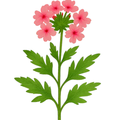 Verbena
