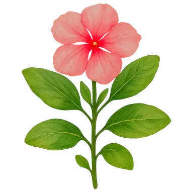 Annual Vinca