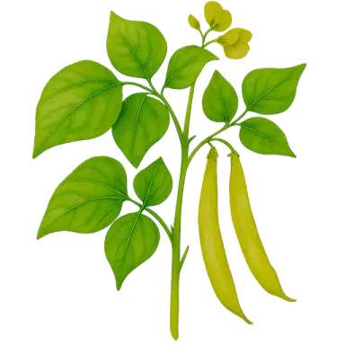 Wax Bean
