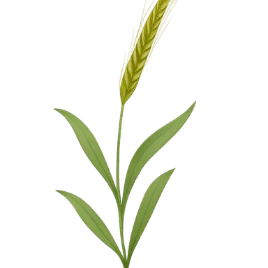 Winter Rye
