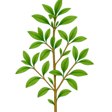 Winter Savory